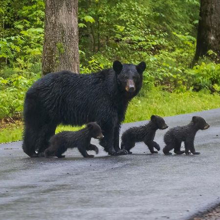 Wilderness Lodge, Hot Tub, Game Room, Pool Access, 1089 Free Tickets Each Paid Day, Dollywood And M Sevierville Eksteriør bilde